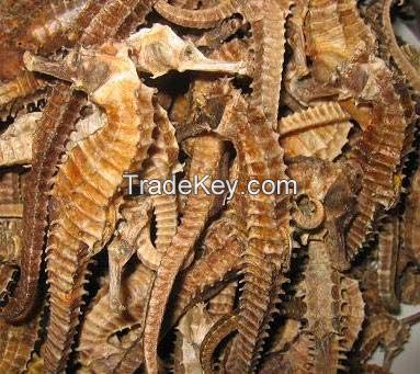 Dried Sea horse from South Africa