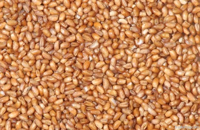 Teff grain, Oats, Quinoa, Millet, Spelt, Bulgur, Barley, Sorghum Suppliers, Exporters