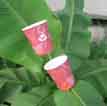 8oz coffee paper cup