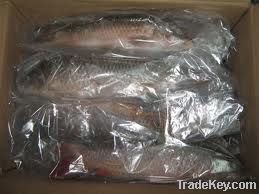 Frozen carp fish