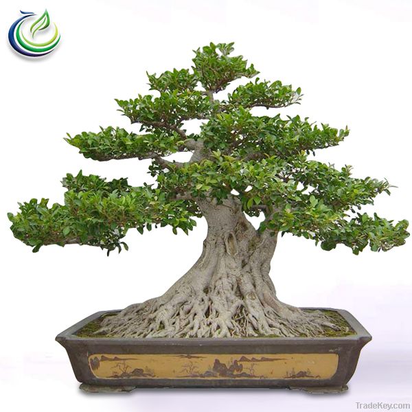 Ficus Microcarpa Bonsai