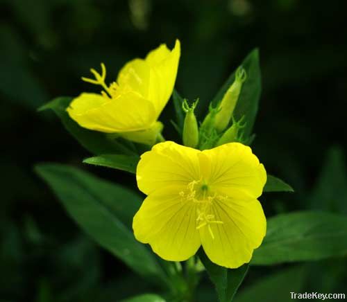 Evening Primrose Oil