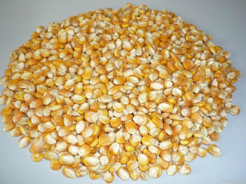 Maize | Maize Exporter | Corn Grain Seller | Maize Buyer | Bulk Maize Grain Importer | Corn bean Buyer | Corn bean Wholesaler | Corn Grain Manufacturer | Best Quality Corn Grain | Cheap Maize Supplier | Low Price Corn | Yellow Corn | White Cron | Baby Mai