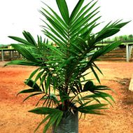 Palm Oil Tree