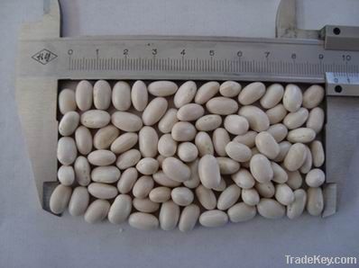 Japanese white kidney bean