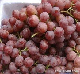 Fresh Farm Globe Grapes