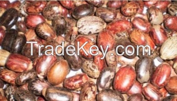 Castor seed