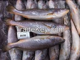 Frozen Barracuda/Hake/Kingfish/Butterfish/Herring/Trevally Fish