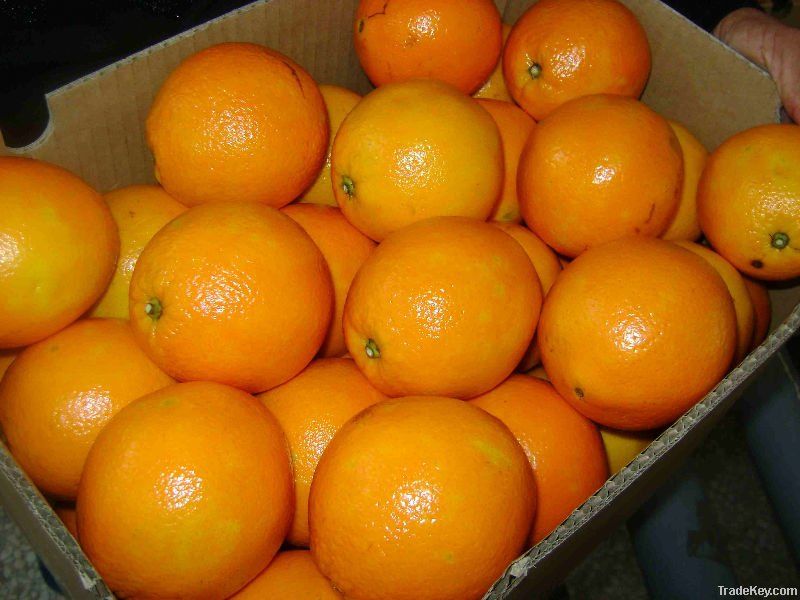 Fresh Navel Oranges