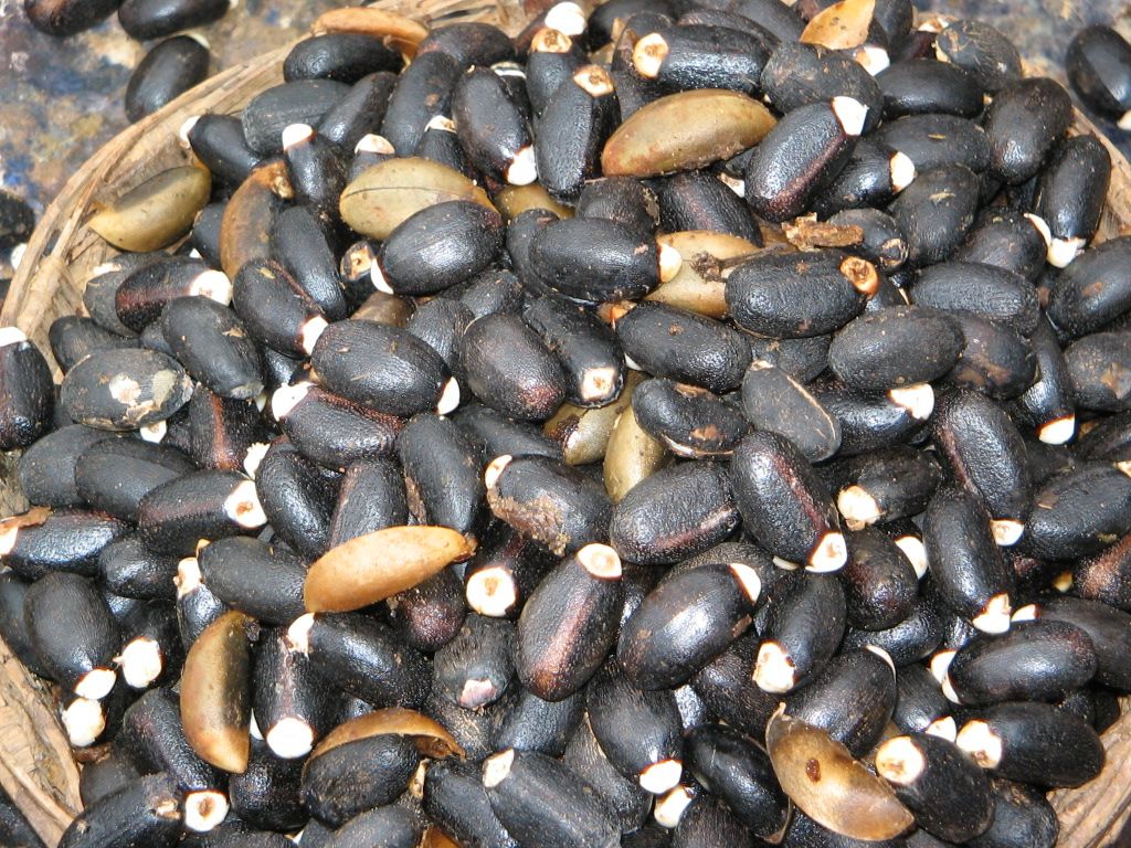 Jatropha seeds