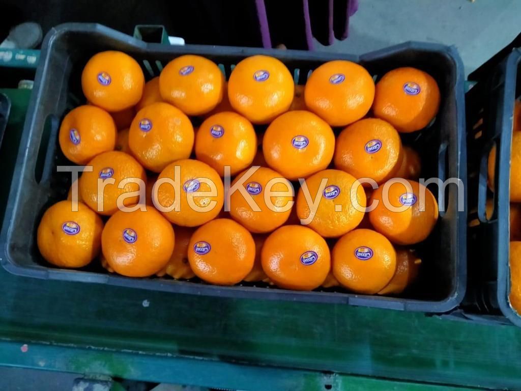 Premium Quality First-Grade Egyptian Oranges