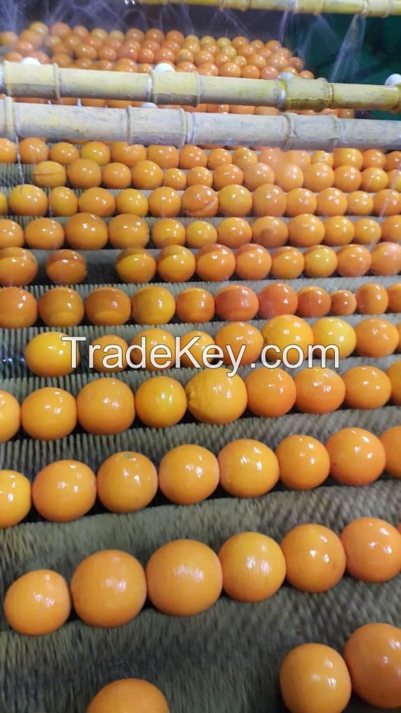 Premium Quality First-Grade Egyptian Oranges