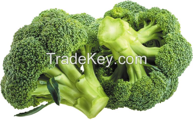 Premium Egyptian Fresh Broccoli