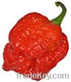 Trinidad Scorpion Moruga seeds