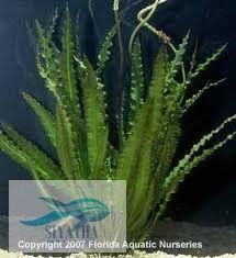 Aquarium Plants