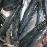 Frozen Mackerel Fillets - Pacific Hake Fish-Salmon Fish