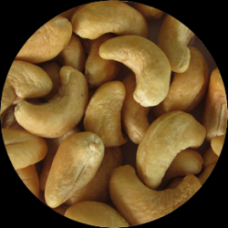 Cashew Nut