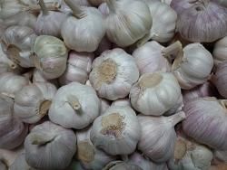 FRESH GARLIC