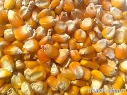 Yellow Corn & Yellow Maize