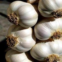 Garlic Bulb