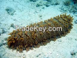 High quality  sea cucumbers 