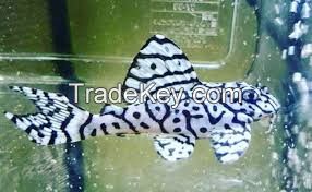 Pleco fish for sale 