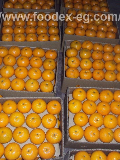 Fresh Mandarin