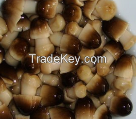 Canned straw mushroom brined