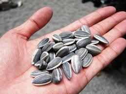 sunflower seeds, big size sunflower seeds.