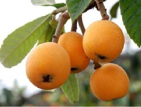 Loquat