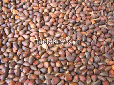 INDUSTRIAL GRADE PINE NUTS