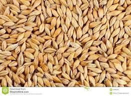 Barley seed