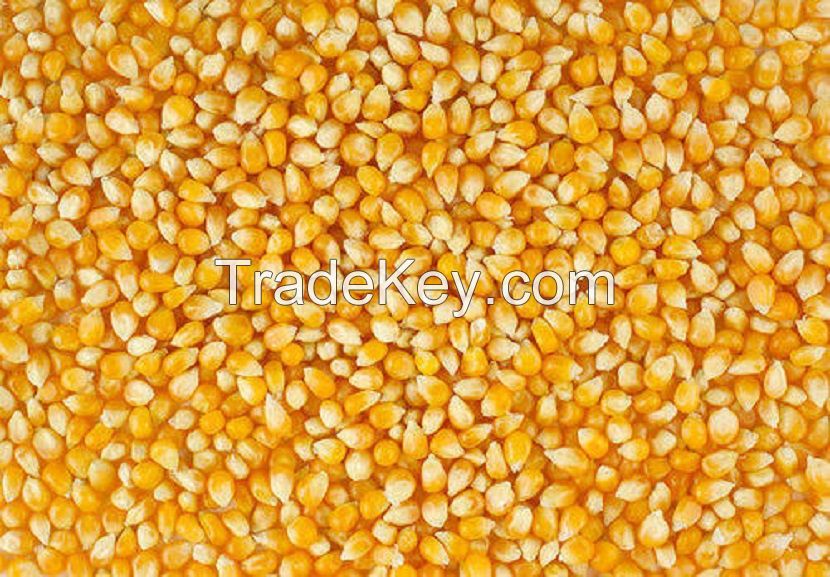 yellow corn