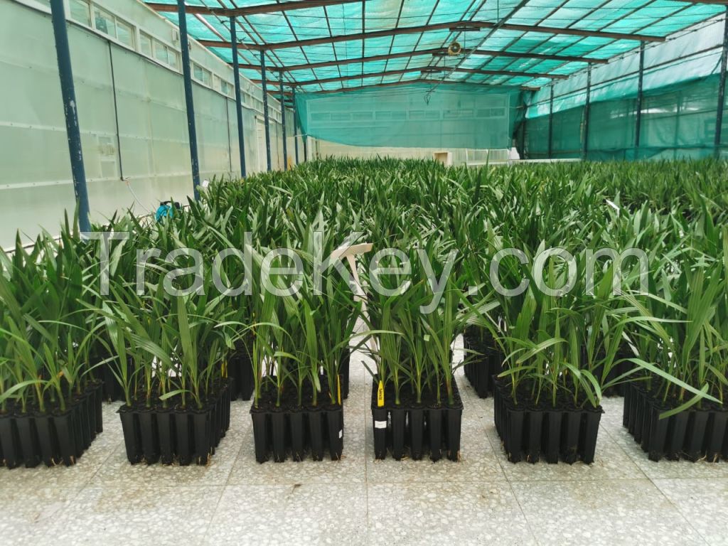 Tissue culture date palm plants