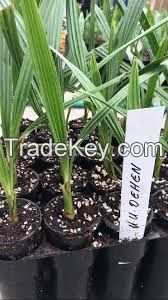 Tissue culture date palm plants