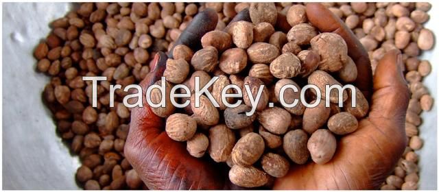 Raw Shea Nuts