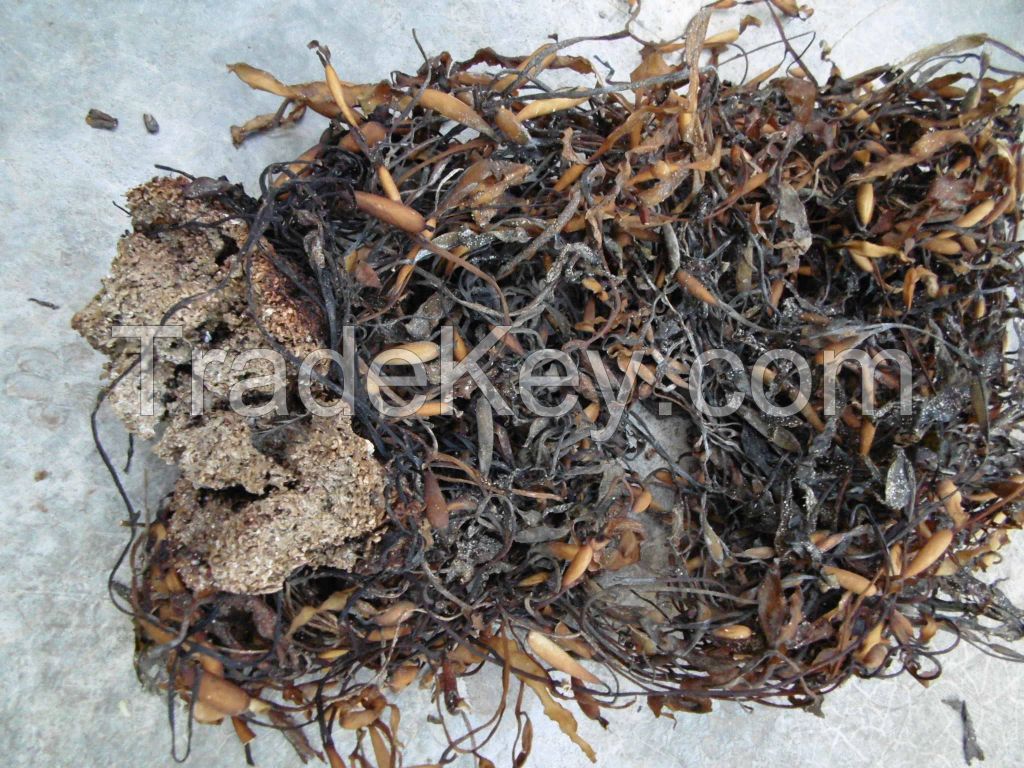 seaweed macrocystis   pyrifera /integrifolia