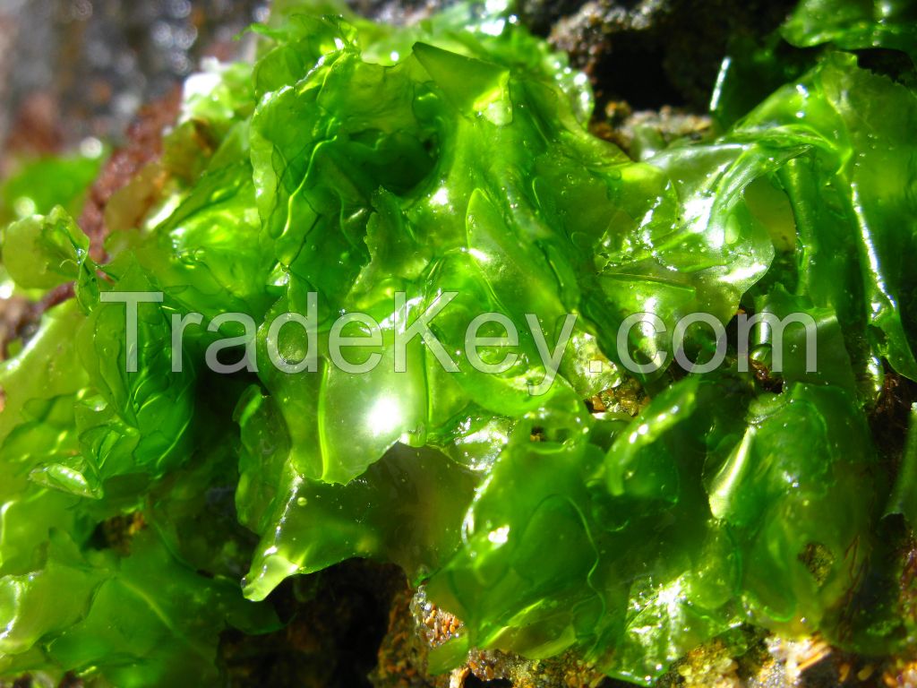 seaweed ulva lactuca sea lettuce  Dried