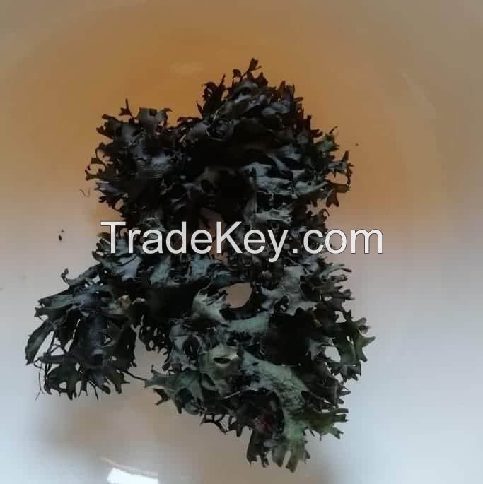 seaweed sea moss /  chondrus crispus / irish moss