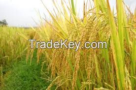 OFFER VIETNAMESE JASMINE WHITE RICE - GOOD QUALITY - BEST PRICE 