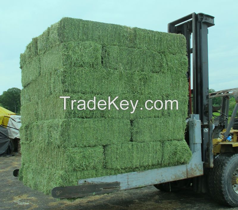 Timothy Hay Animal Feed