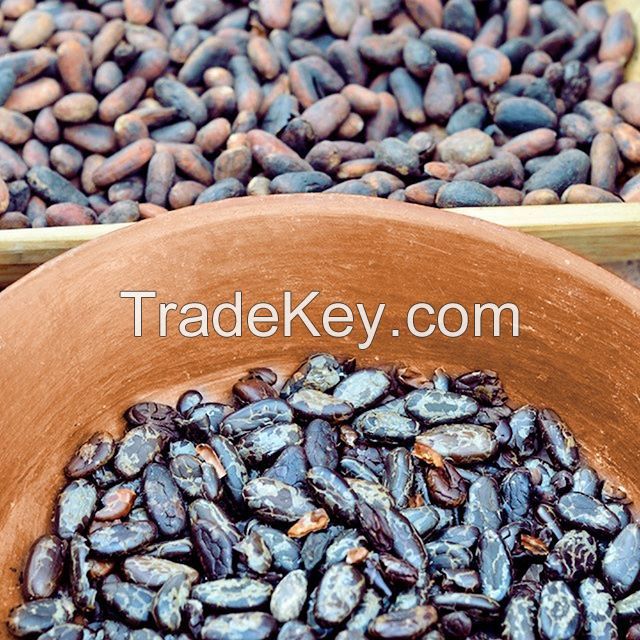 Cocoa Beans
