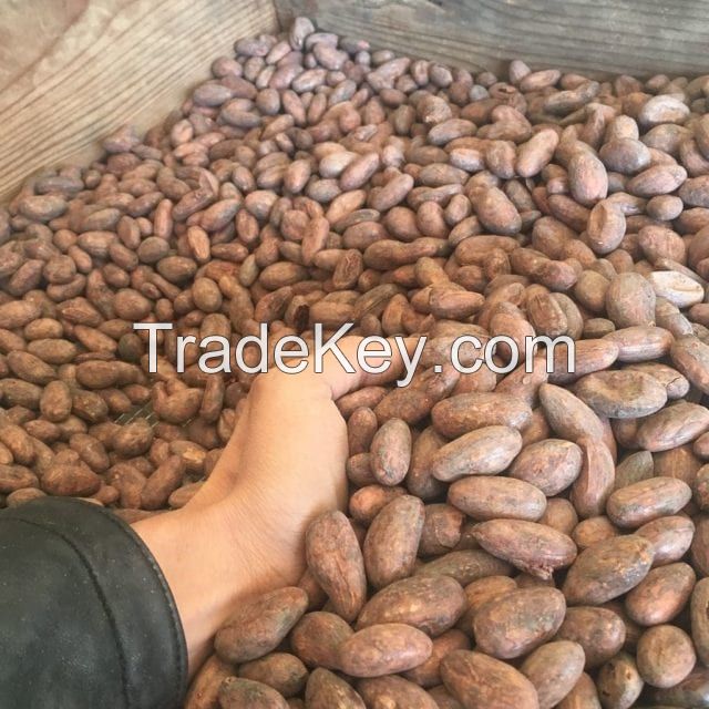 Cocoa Beans