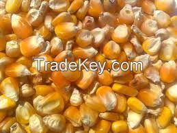 Corn