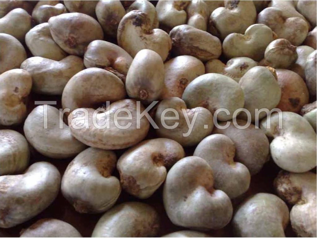 RAW cashew Nuts available