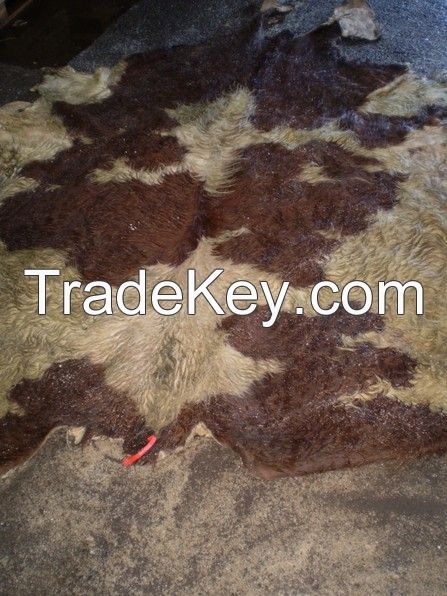 Wet Salted Cow Hide