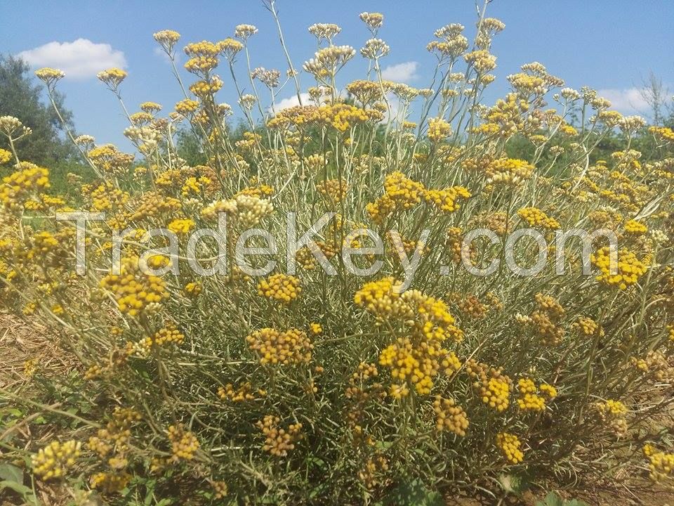 Helichrysum italicum (Immortelle) organic seeds