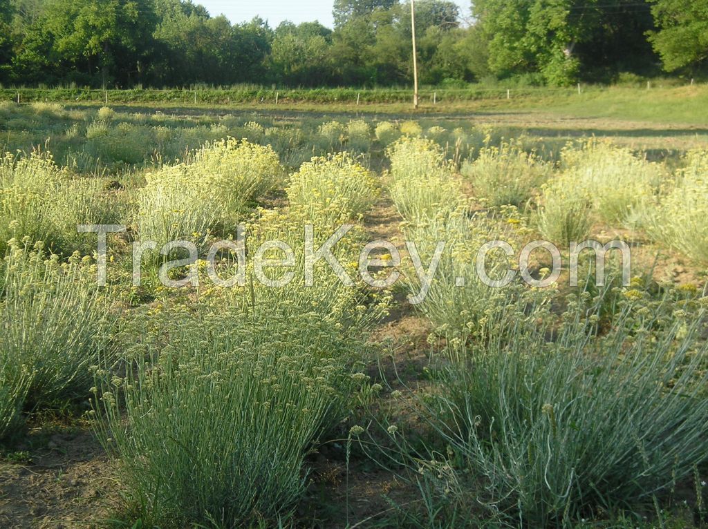 Helichrysum italicum (Immortelle) organic seeds