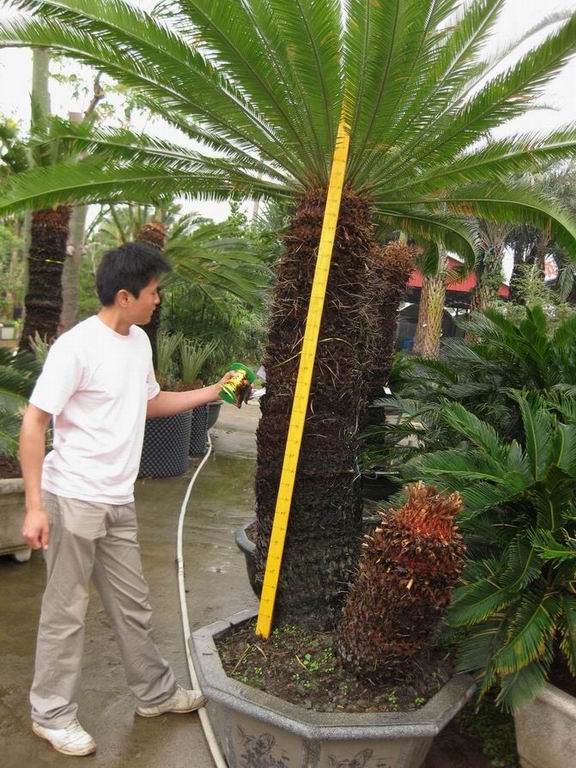 Cycas revoluta ( sago palm, cycas, cycads )