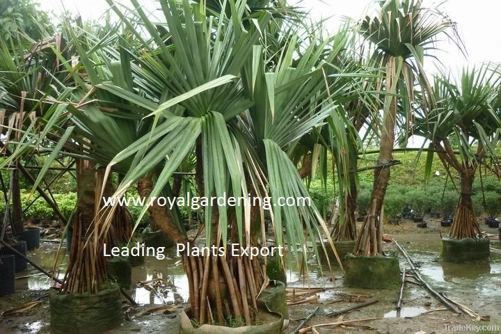 Pandanus utilis